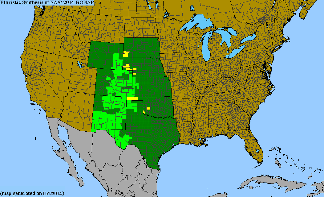 County distribution map of Echinocereus viridiflorus var. viridiflorus - Nylon Hedgehog Cactus